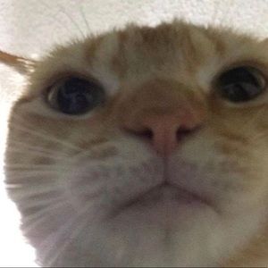 Meet your Posher, Abbey